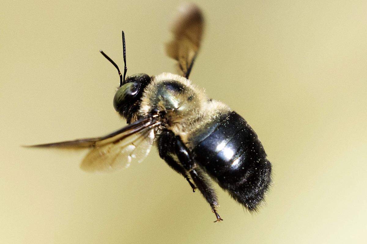 Pollen clings to a Carpenter Bee on Monday, March 31, 2025 in Raleigh.