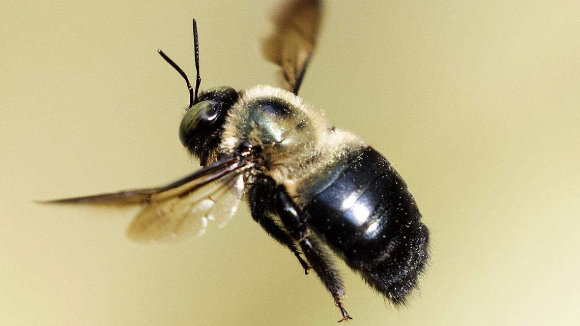 Carpenter bees can dig into your NC deck or porch. How to keep them away