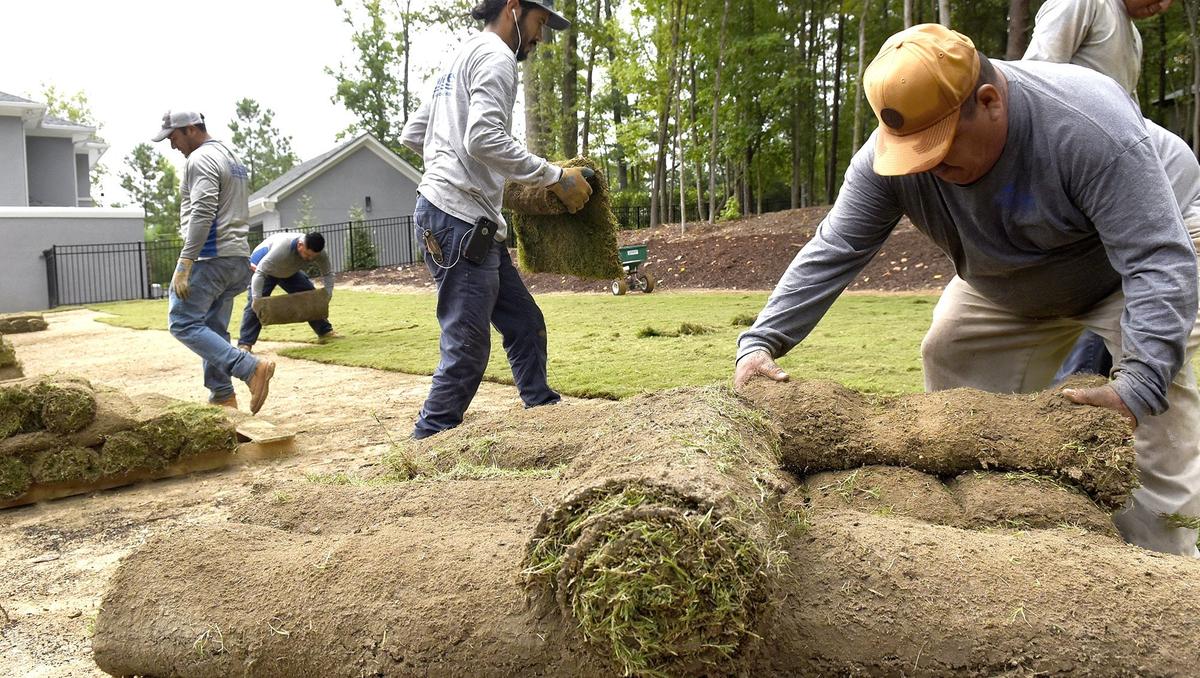 In this file photo, crews from Arborscapes, a Pineville-based landscaping company, install sod in the Palisades community in southwest Charlotte. Two N.C.  Latino community leaders say President Biden must do more to embrace the growing number of immigrant workers in the state.