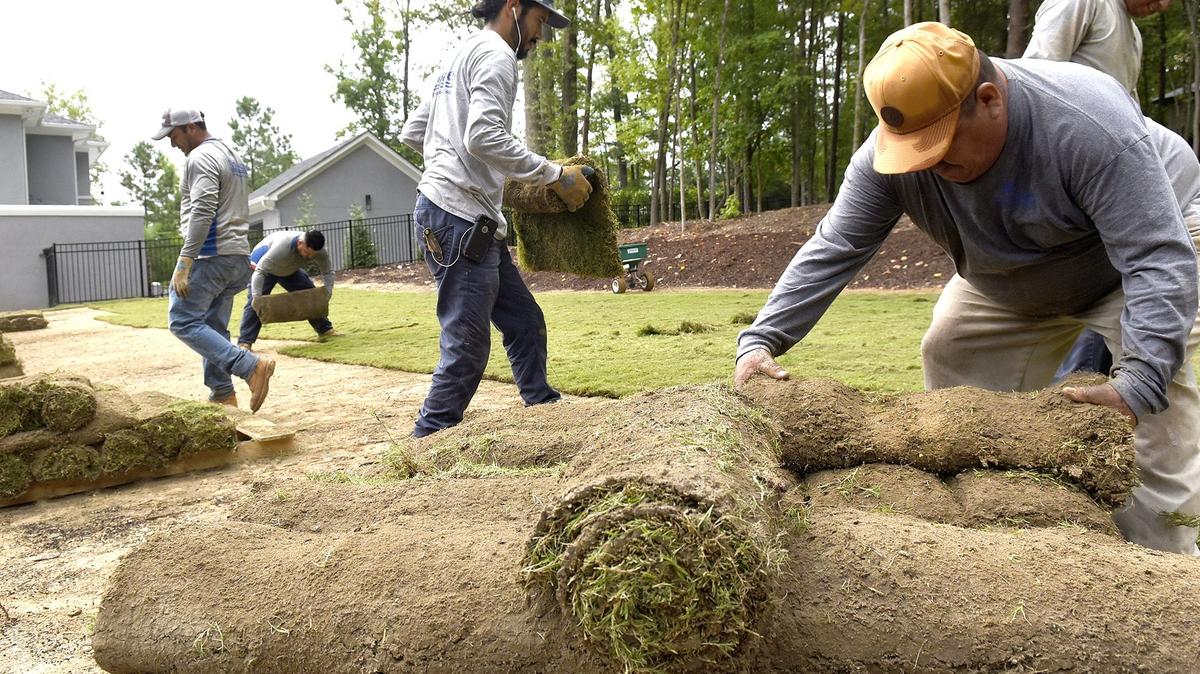 In this file photo, crews from Arborscapes, a Pineville-based landscaping company, install sod in the Palisades community in southwest Charlotte. Two N.C. Latino community leaders say President Biden must do more to embrace the growing number of immigrant workers in the state.