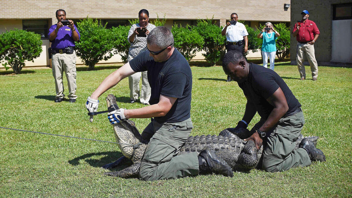 A 9-foot alligator is restrained by wildlife officers Thursday, May 24, 2018 outside the School of Nursing building on the Alcorn State University satellite campus in Natchez, Miss. Wildlife officers wrangled the 9-foot gator into the back of a pickup truck for removal.