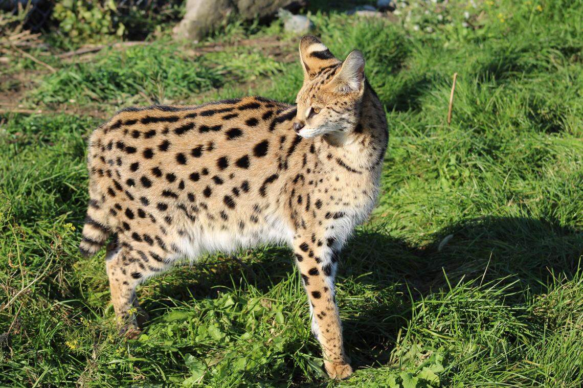 A Serval isn’t much bigger than a medium-sized dog and is often kept as an exotic pet, despite warnings from wildlife experts.