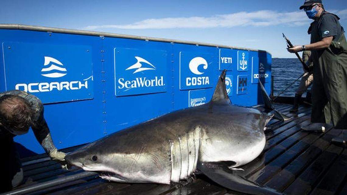 15-foot tagged shark stumps experts by leaving Carolinas for ‘uncharted waters’