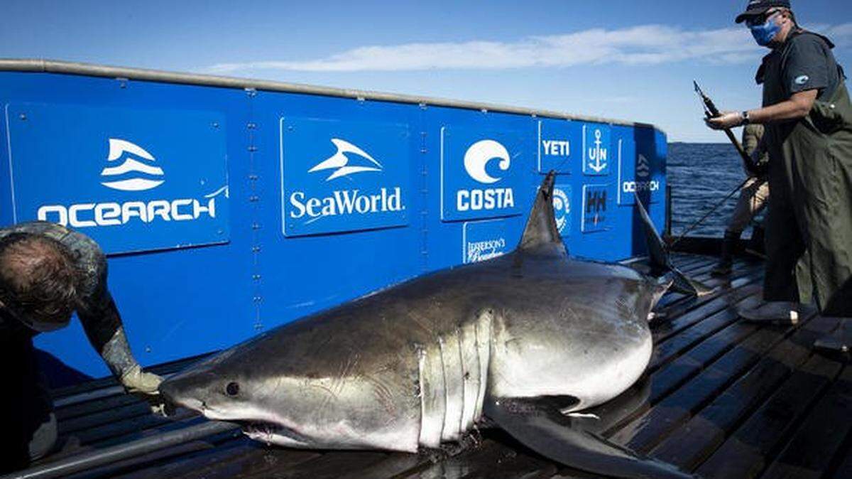 Tracking shows Breton spends much of his time off North Carolina, and he was off Wilmington on Christmas Eve when he suddenly moved off the Continental Shelf and began heading south.