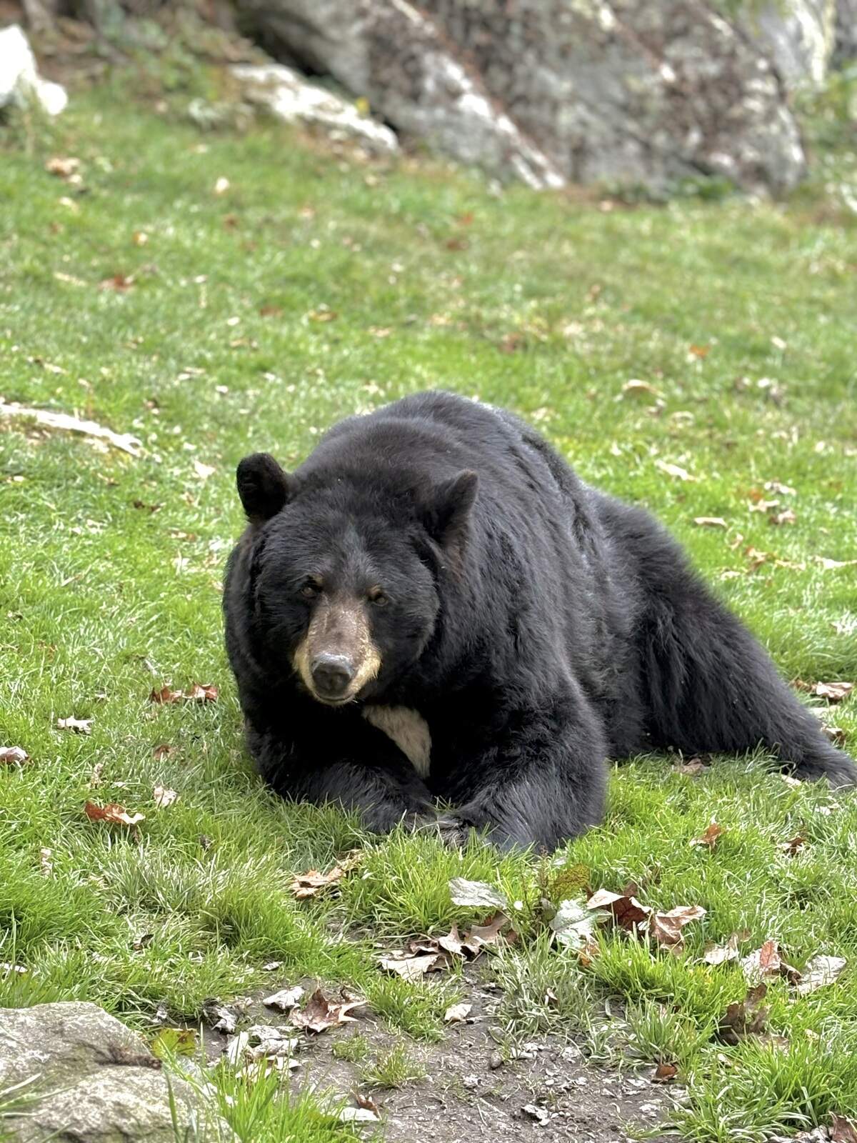 Yonnie gave birth to eight cubs and “was an excellent mother who loved her babies immensely and could be seen playing games with them regularly,” according to a news release.