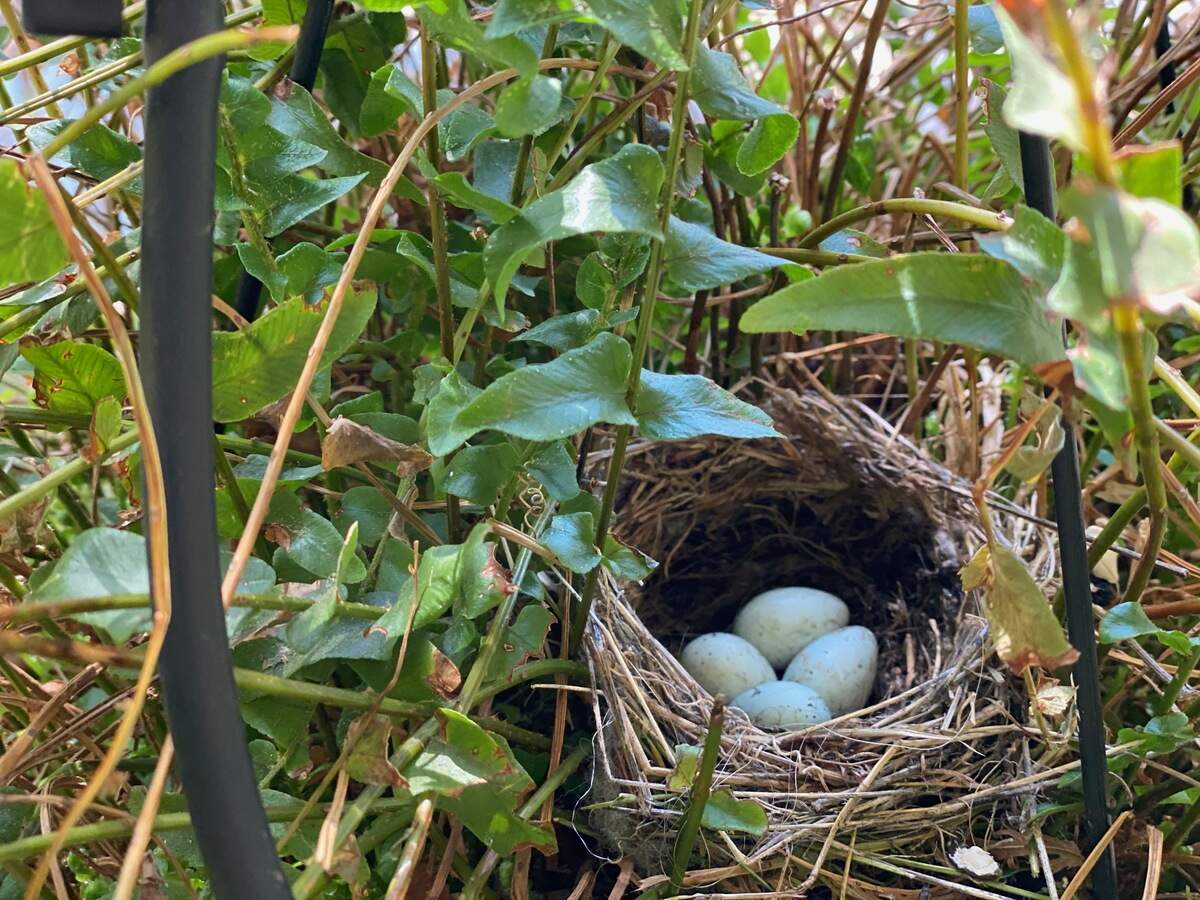 A sparrow’s nest.