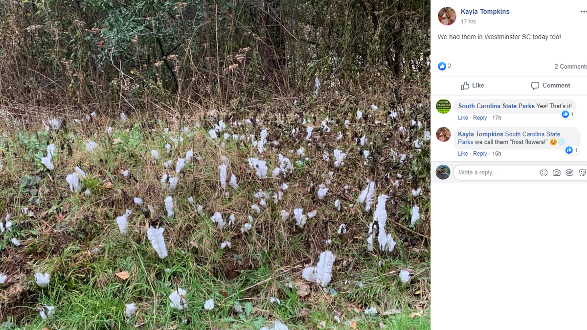 What looked like trash strewn across parks and fields in upstate of South Carolina on Thursday turned out to be a rare type of ice called hair ice that grows at night like cotton candy on rotting wood.