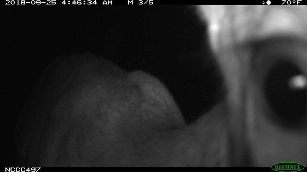 A state-backed camera trap program in North Carolina prompted a social media debate when it posted a photo of something with alien looking eyes. Some suggested it was the legendary chupacabra