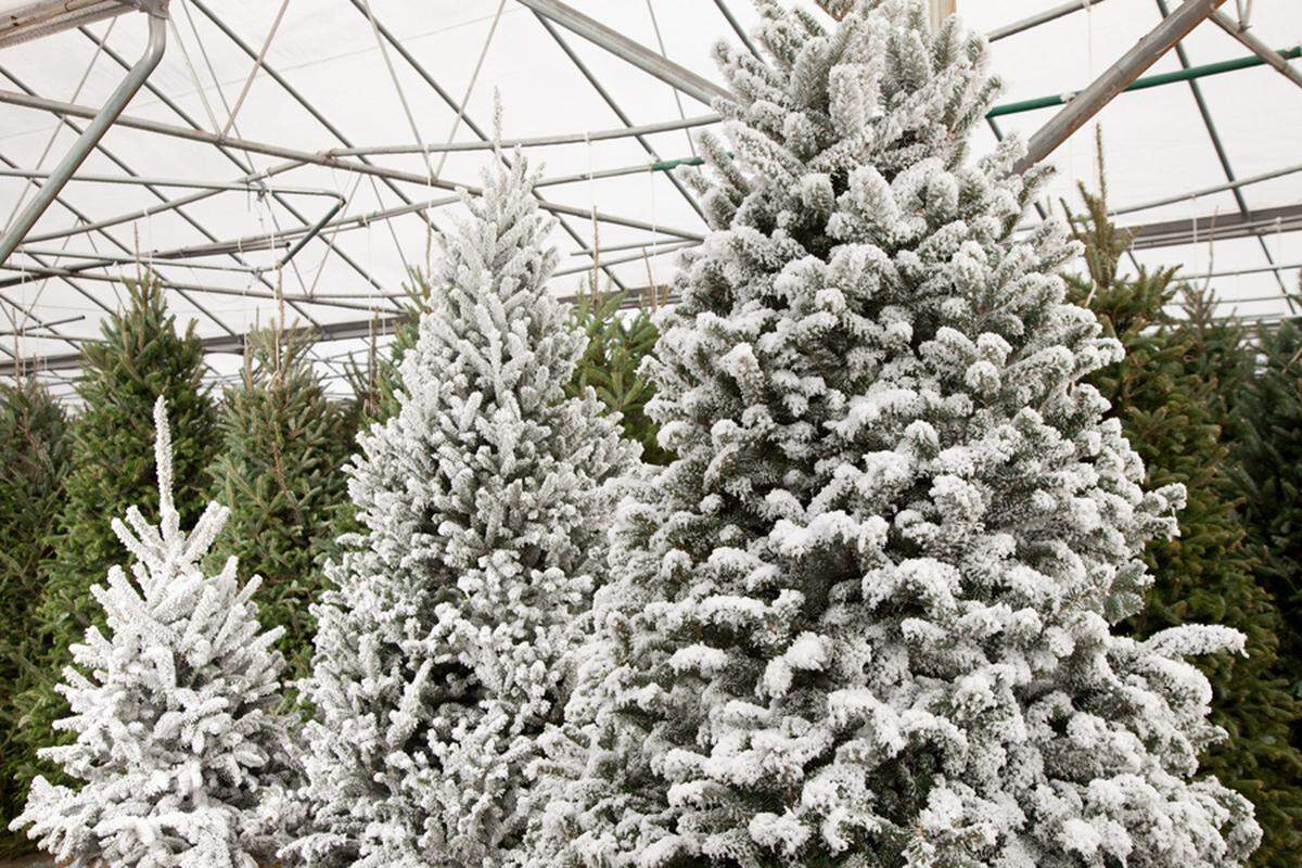 Pike Nurseries will offer curbside pickup and delivery in Charlotte for trees, poinsettias and more.