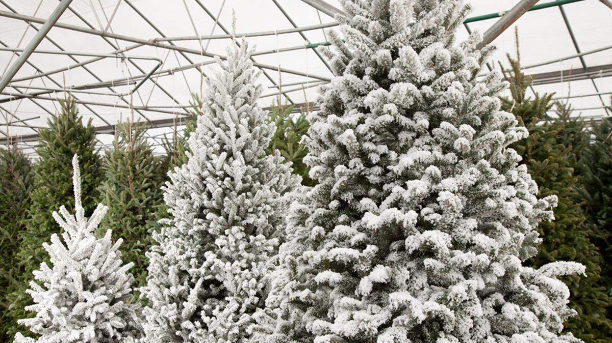 Pike Nurseries will offer curbside pickup and delivery in Charlotte for trees, poinsettias and more.