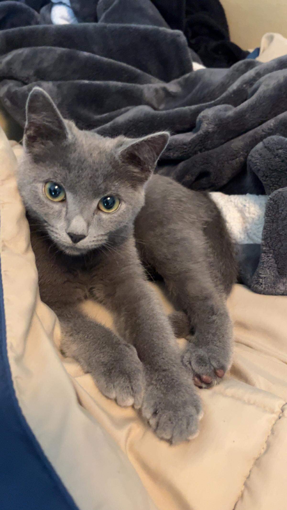 Gray kitten with bright yellow eyes relaxing on a bed with several blankets.