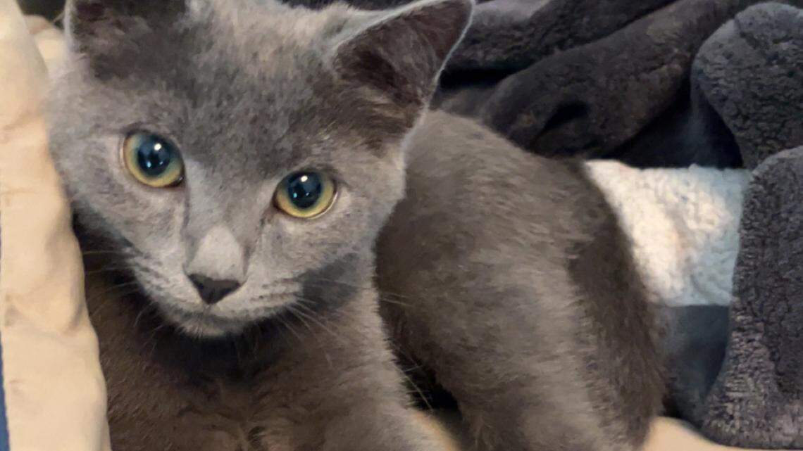 Meet Poppy, the tail-chasing kitten named the cutest cat in Charlotte
