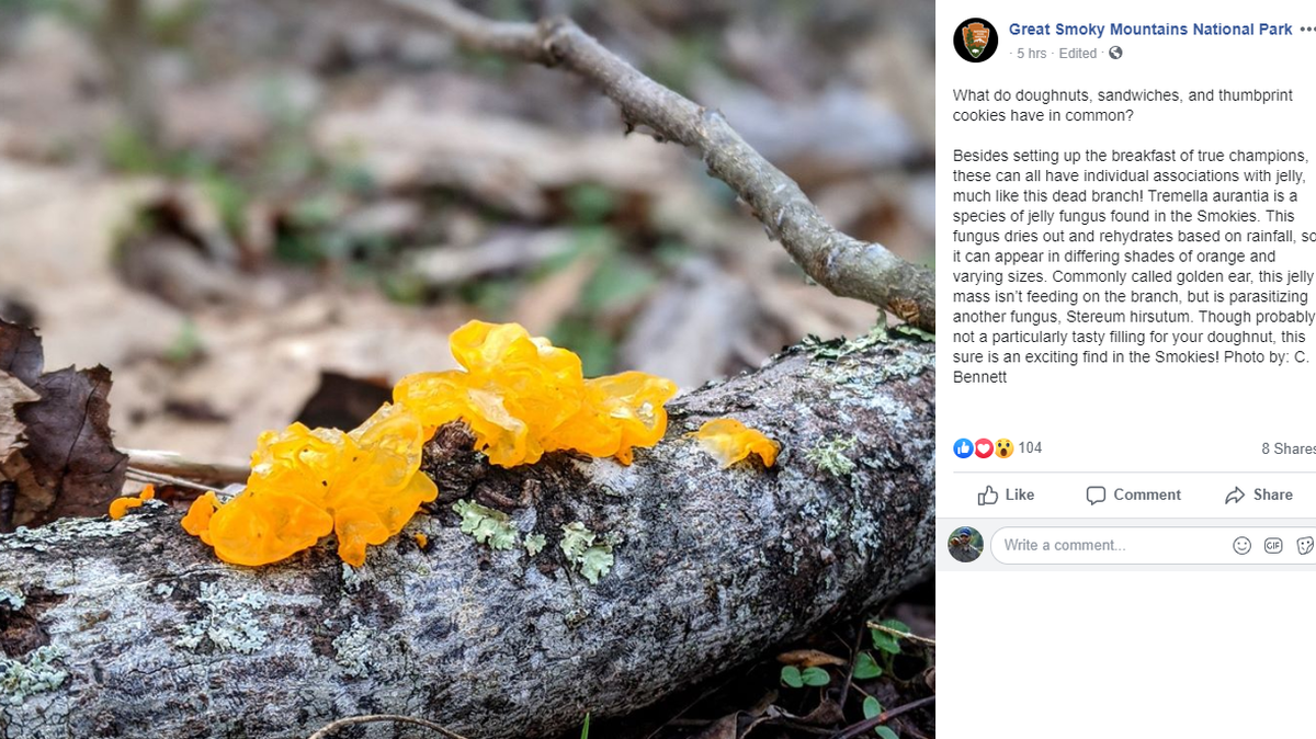 This gooey stuff is Tremella aurantia, a species of jelly fungus found in the Great Smoky Mountains National Park. It changes color, depending on the rainfall.