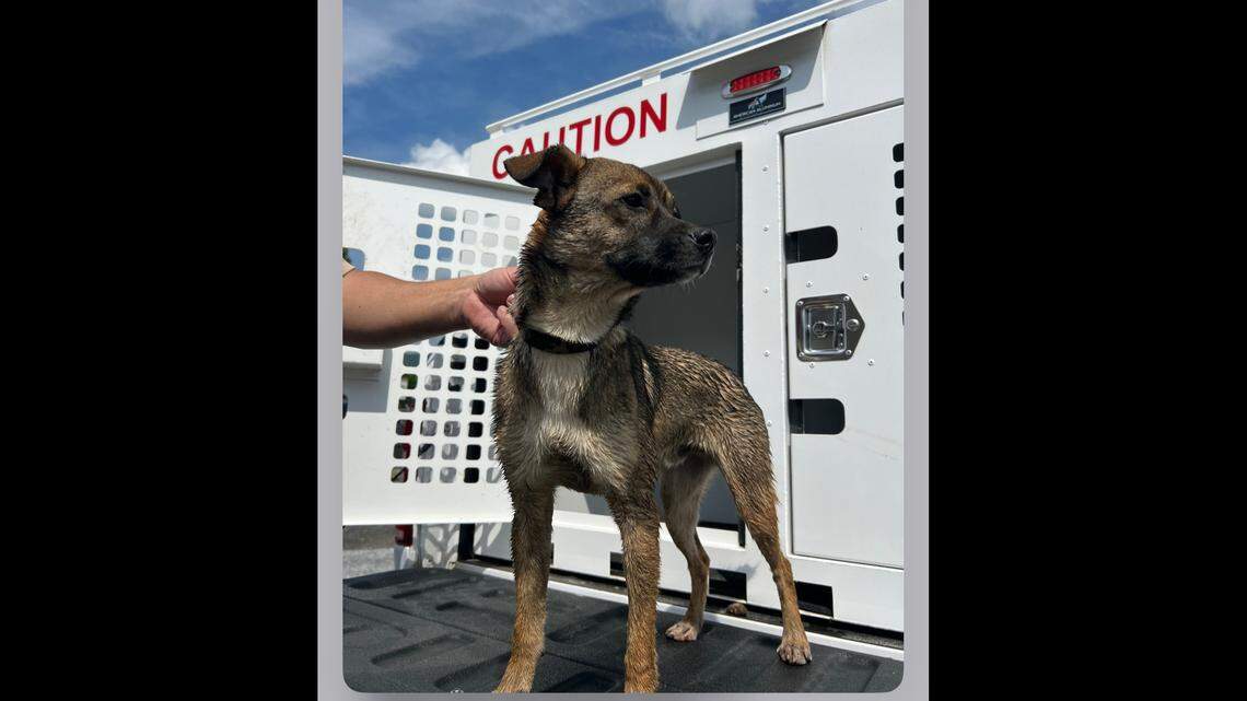 This puppy was found at the bottom of a 15 to 20 foot well, under a home in Marion North Carolina, rescuers say.