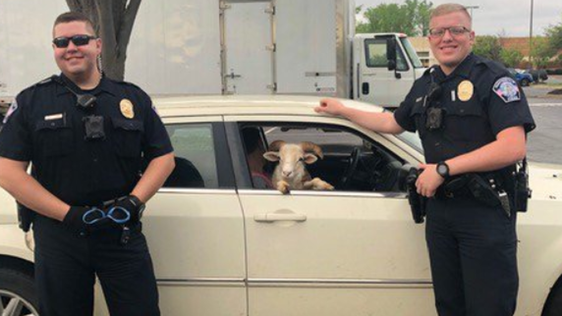 Over the weekend, Huntersville Police got a call for an animal crossing Statesville Road near Sam Furr Road. It turned out to be a goat.