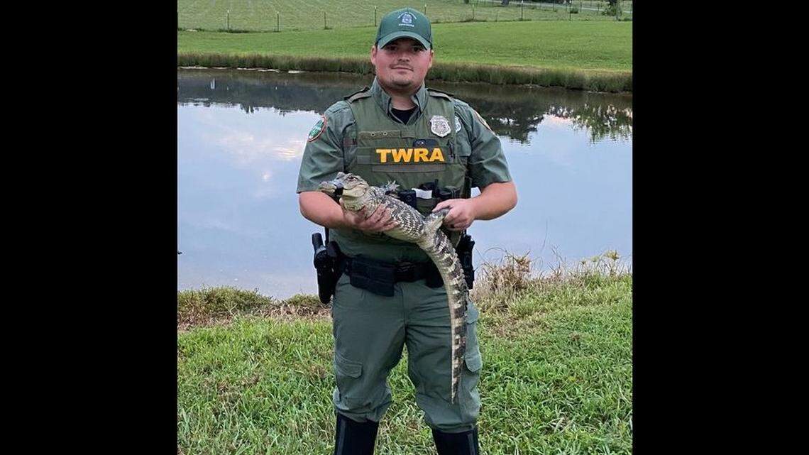 Wildlife officer Dillon Maynard recently removed an alligator from a pond in the Tennessee mountains ... where alligators aren’t supposed to exist.