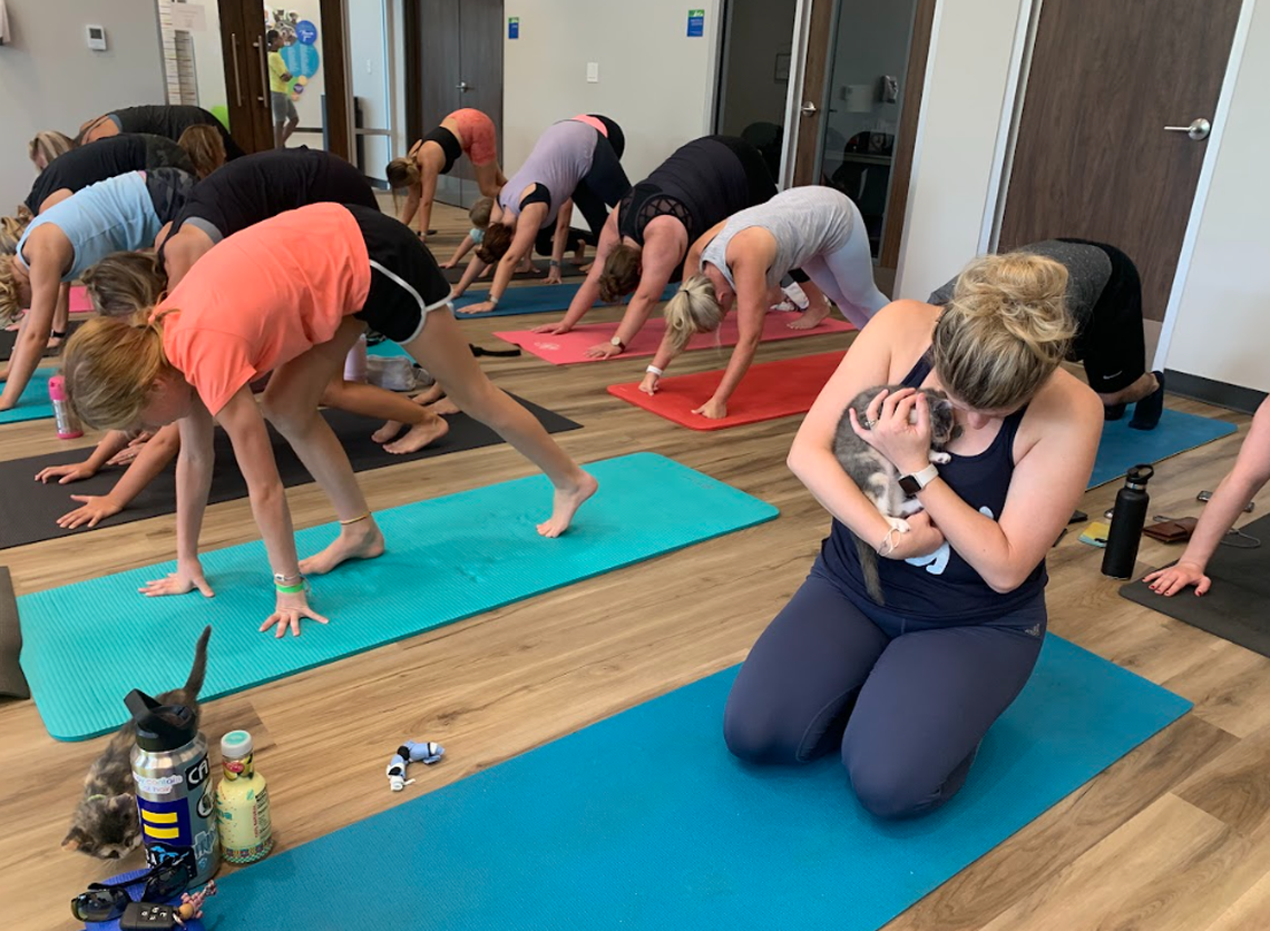 Cat yoga classes will be offered this summer and fall.