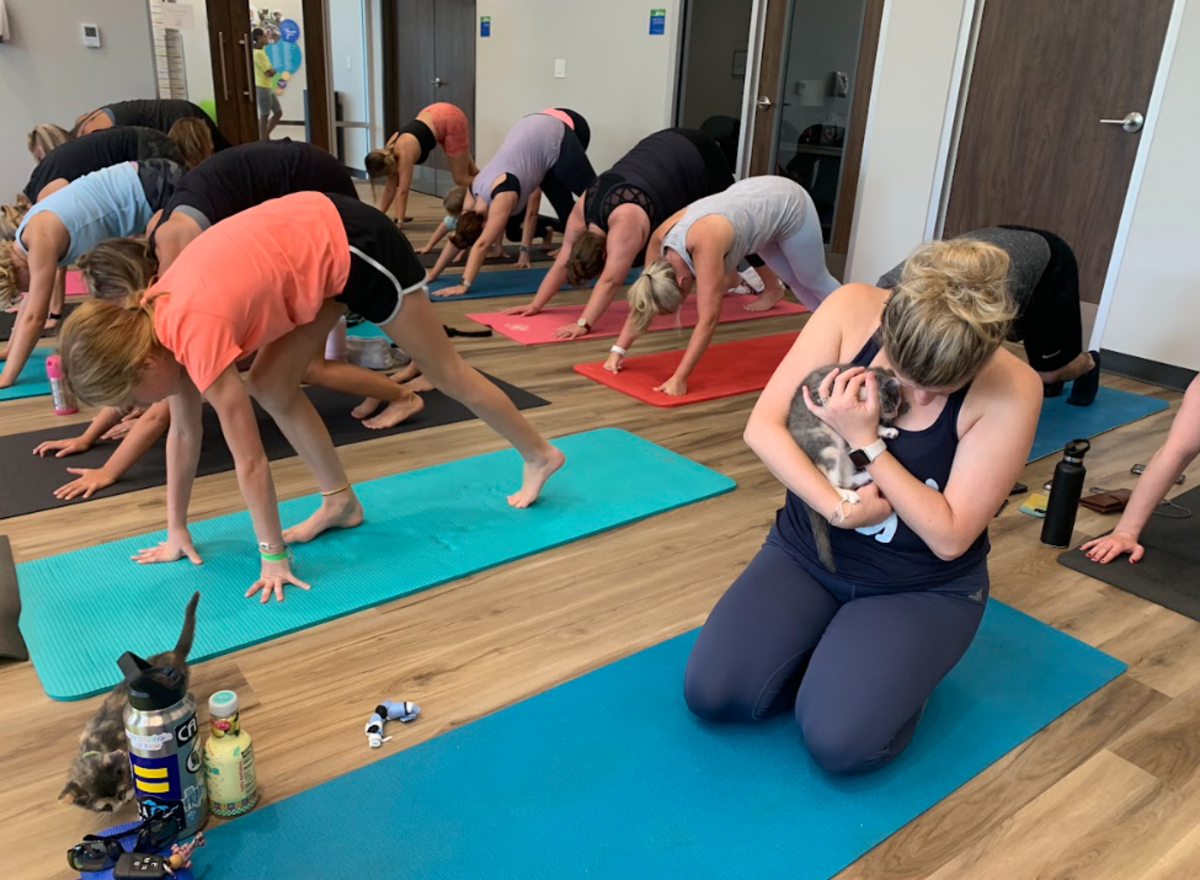 Cat yoga classes will be offered this summer and fall.