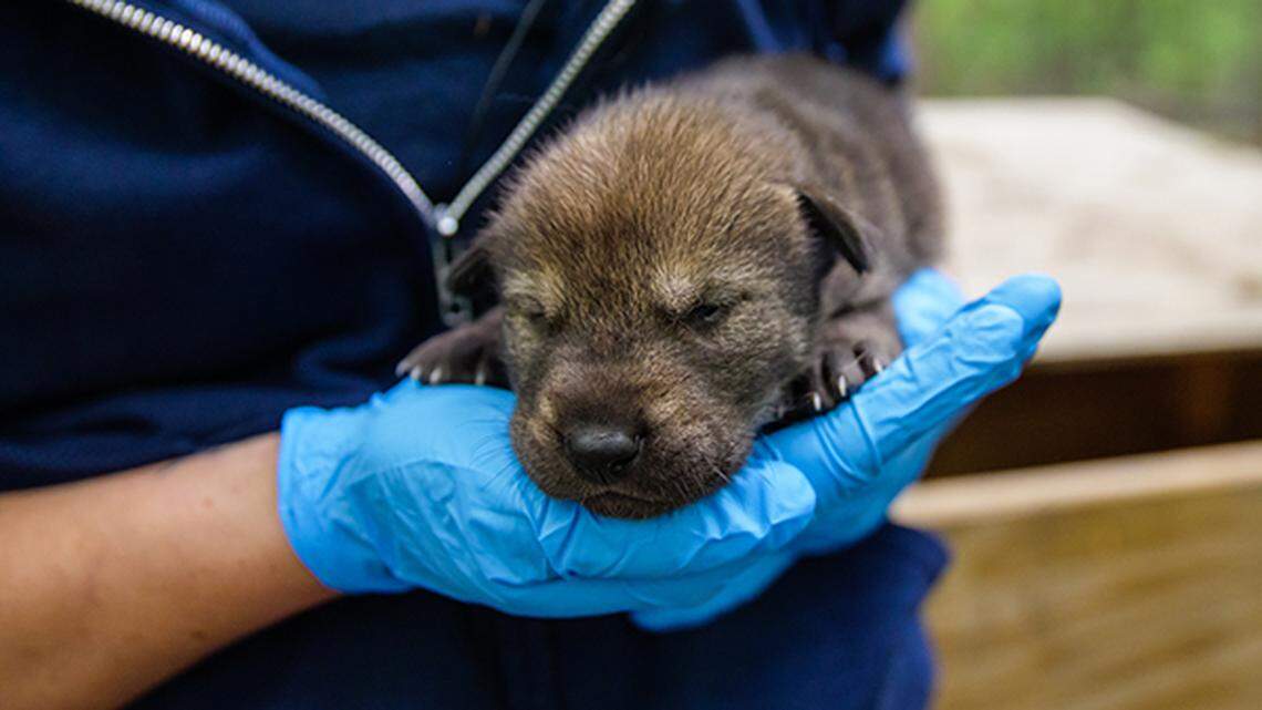 Meet Oak, Cedar, Sage, Lily and Aster — endangered red wolf pups just born at NC Zoo