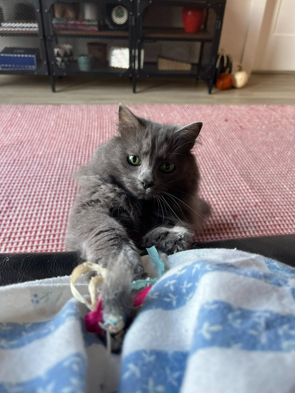 Willow was named a finalist in The Charlotte Observer’s “cutest cat in Charlotte” contest in fall 2024.