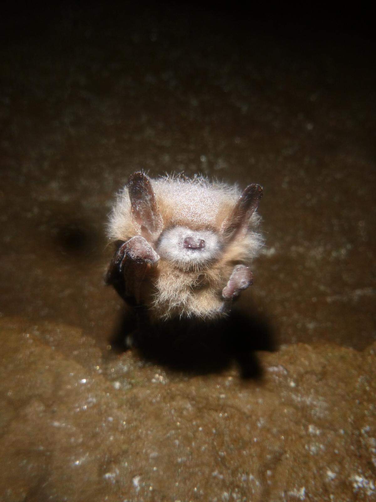 The tricolored bat population in North Carolina has been decimated by the fungal disease white-nose syndrome.