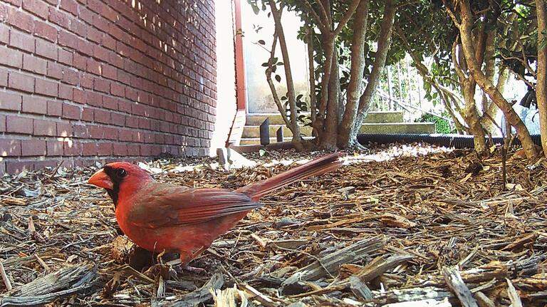 Photos: Wildlife photography experiment at Queens University