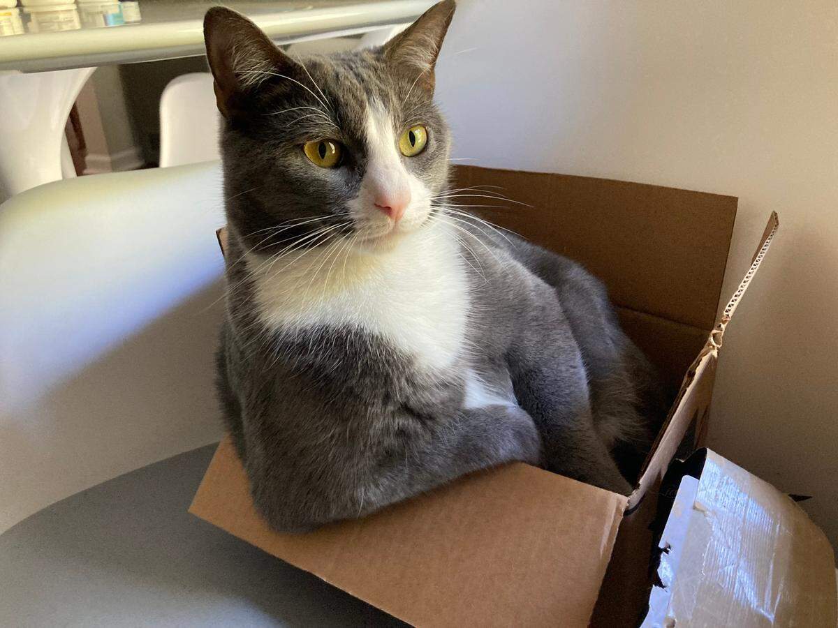 Sasha was named a finalist in The Charlotte Observer’s “cutest cat in Charlotte” contest in fall 2024.