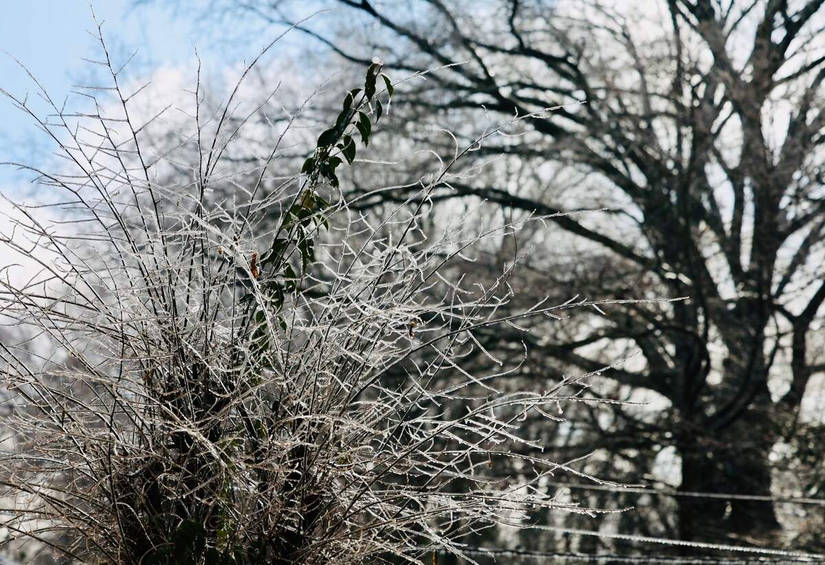 Icy branches are seen in Lockwood Neighborhood in North End Saturday morning Jan. 11, 2025.