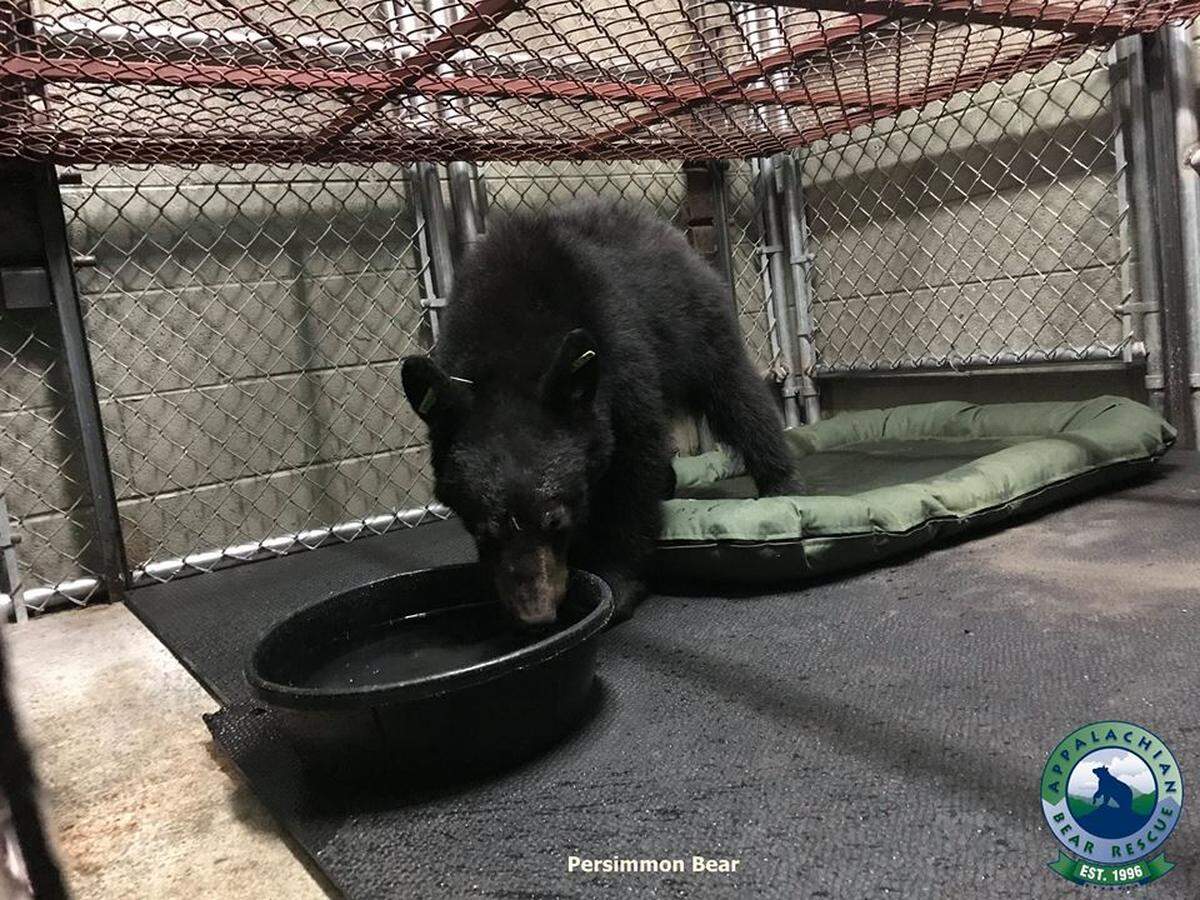 Rescuers were worried Persimmon would not make it through the weekend.