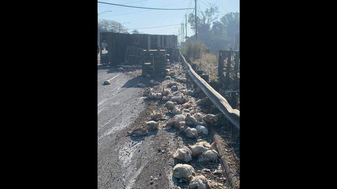 A load of chickens spilled onto a North Carolina road when a semi-truck overturned, fire officials say.