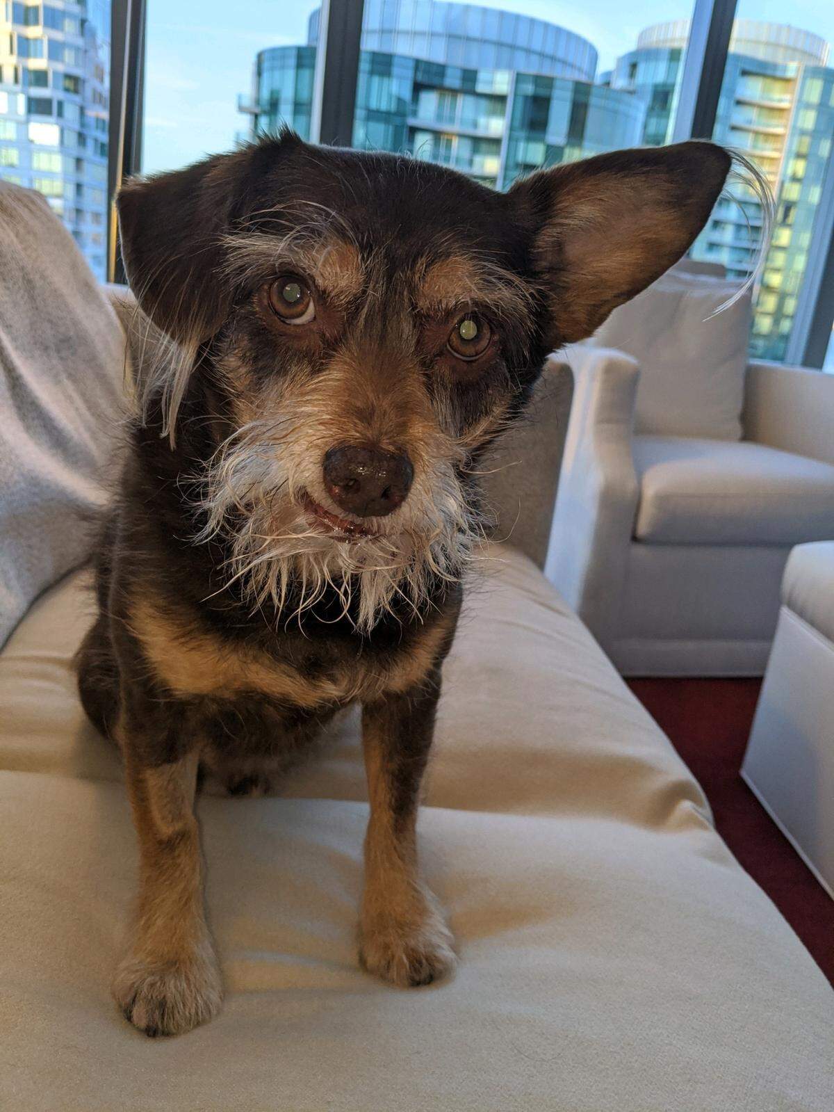 Guinness was named a finalist in The Charlotte Observer’s “cutest dog in Charlotte” contest in fall 2024.