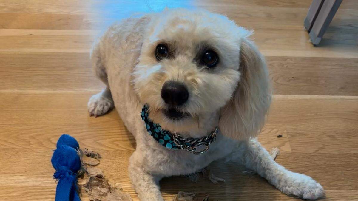 Hobie, a three-year-old half-poodle, is the winner of The Charlotte Observer’s cutest dog contest.