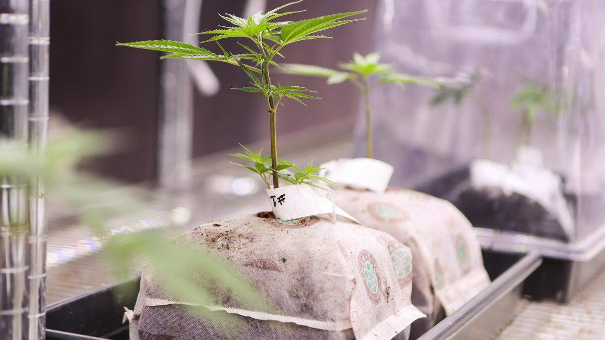Is growing cannabis a constitutional right?