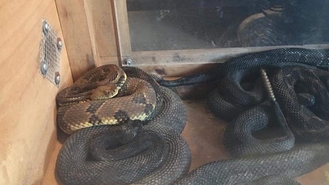 The 17 rattlesnakes were being kept in a big wooden box at the suspect’s home, police said.