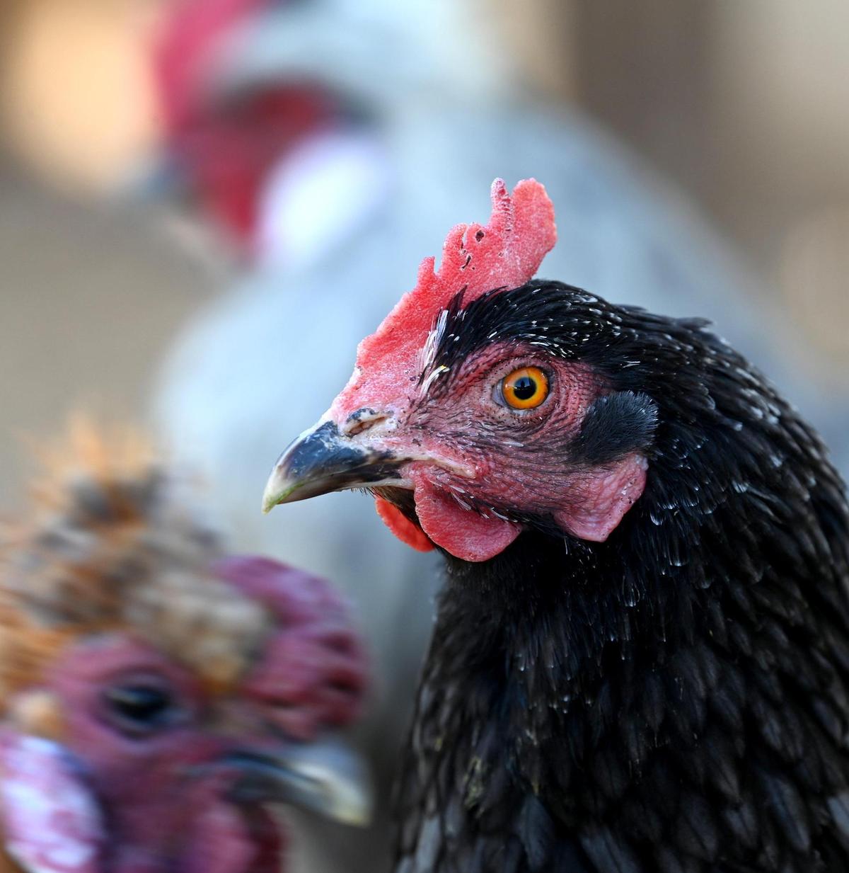 Blue is a Sapphire Gem among the flock of chickens that Mary Schroeder owns.