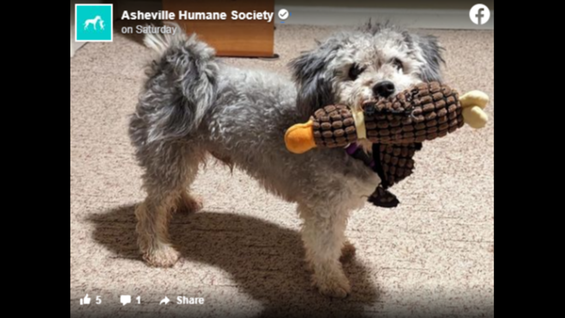 Riu, the dog rescued from a cold Western North Carolina river, was taken to a foster home.