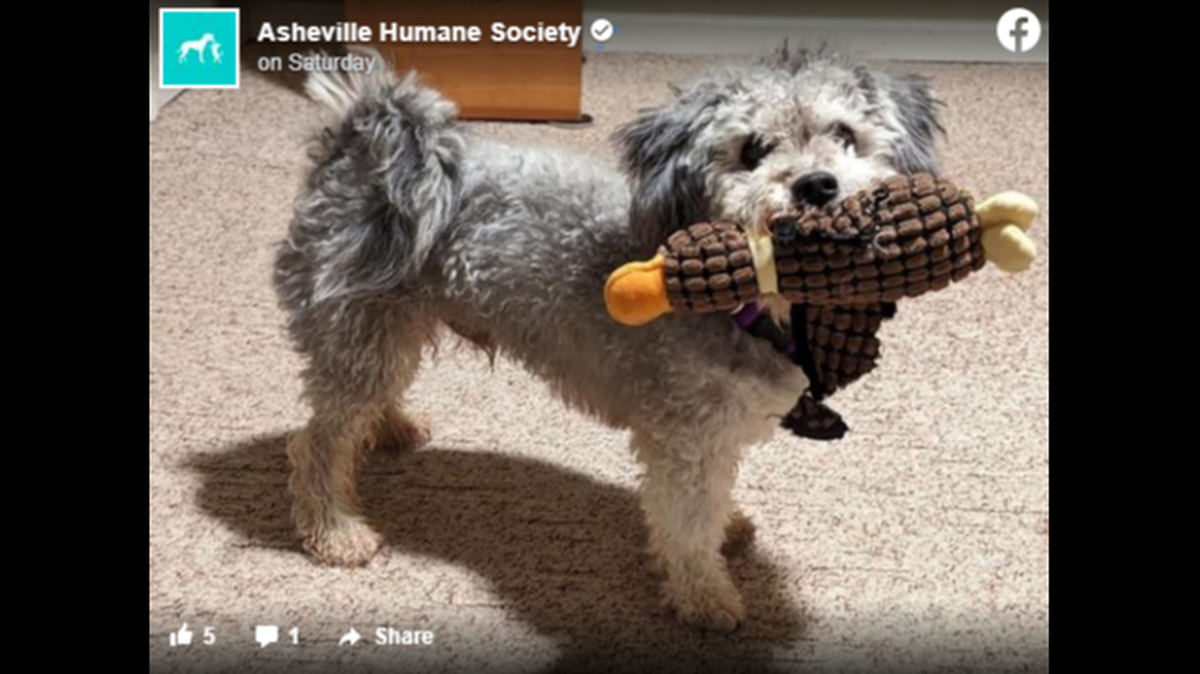 Riu, the dog rescued from a cold Western North Carolina river, was taken to a foster home.