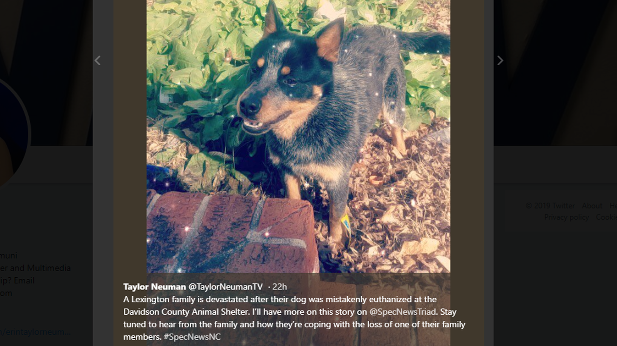 A photo of Blaze tweeted out by SpectrumNewsNC. The dog was in quarantine when it was accidentally euthanized by the Davidson County Animal Shelter, says the family.