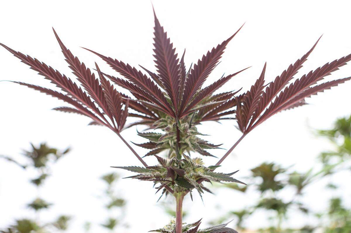 Marijuana plants grow on a farm owned and operated by Qualla Enterprises, LLC in Cherokee, NC. The vegetative stage of cannabis is where the plant’s growth truly takes off, and it typically lasts 3-16 weeks. At this point, you’ve transplanted your plant into a larger pot and the roots and foliage are developing rapidly.