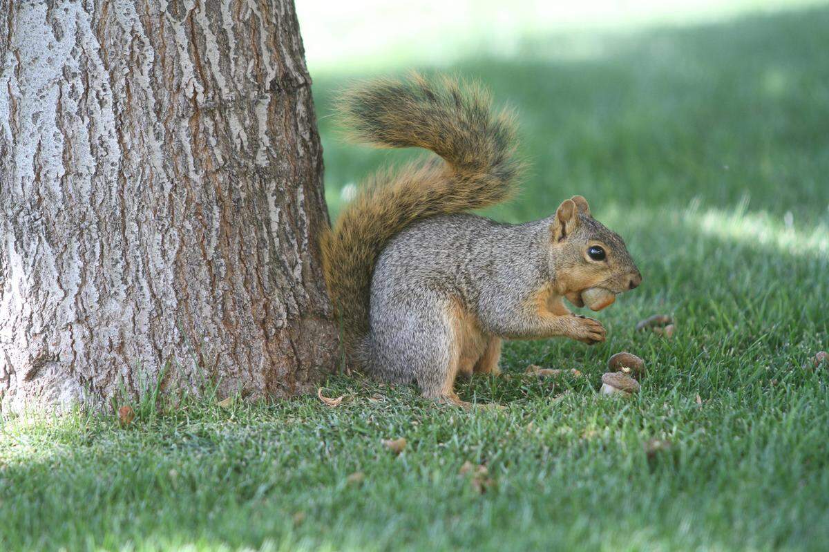 A gray squirrel eating an acorn.