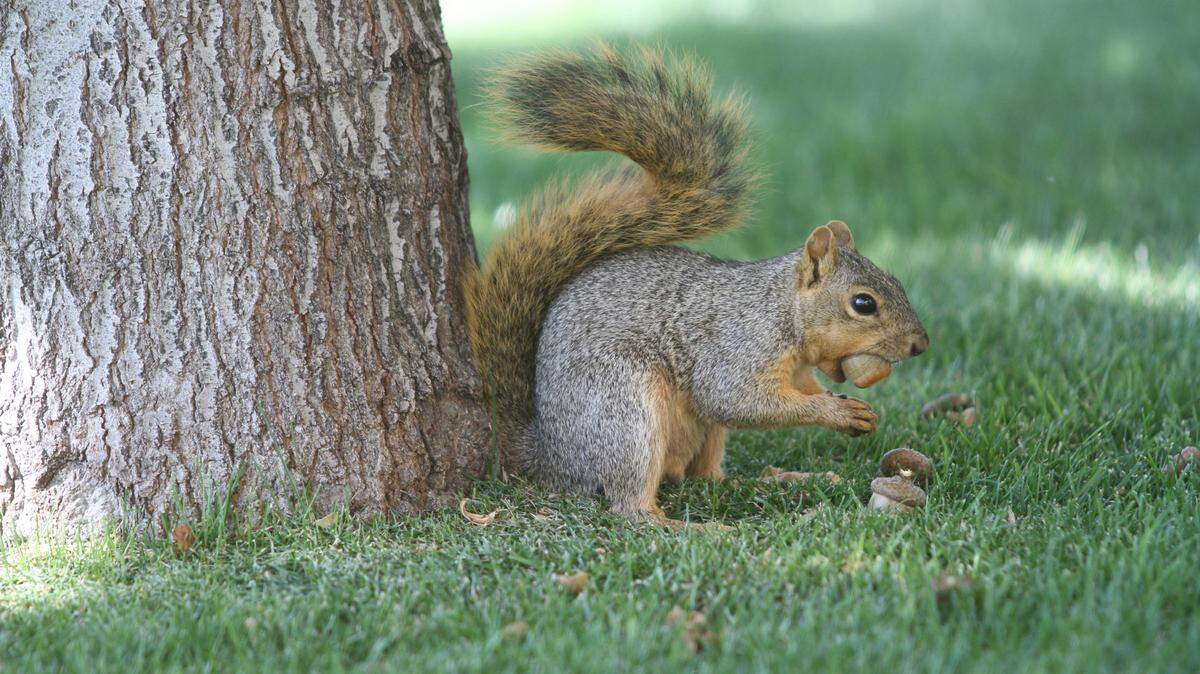A gray squirrel has a mouthful while eating an acorn at the base of a tree in downtown Kennewick.