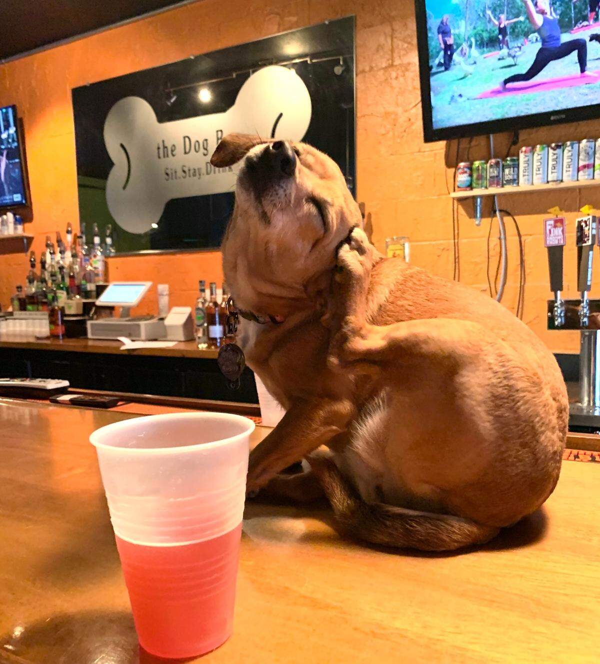 The Dog Bar is built specifically for bringing along your furry best friend.