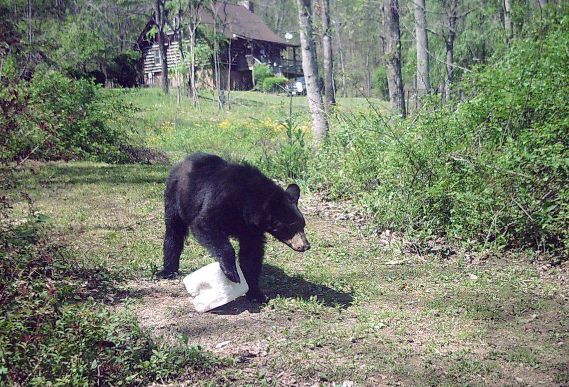 In this 2018 Charlotte Observer file photo, a black bear tugs at a salt lick in Asheville. 