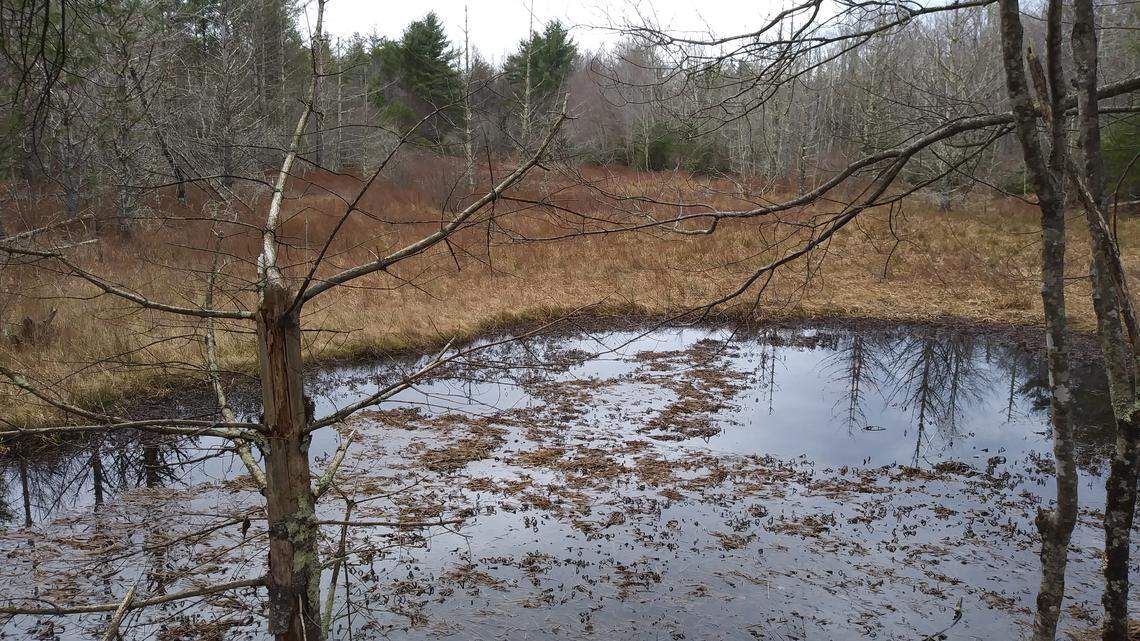 Foothills Conservancy of North Carolina says it bought a rare 17-acre Southern Appalachian Mountain Bog in Burke County to protect the site from development.
