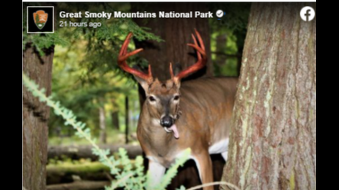 Deer with blood dripping from their antlers — and strings of flesh — have been seen roaming Great Smoky Mountains National Park. 