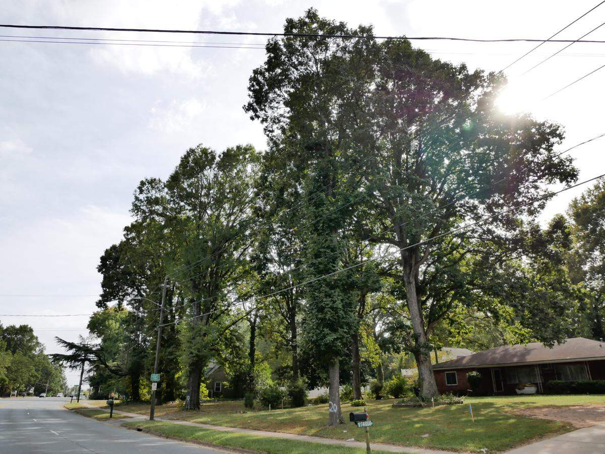 A view of a row of trees along West Sugar Creek Road just before the were cut down to make room for a new water line to be installed.
