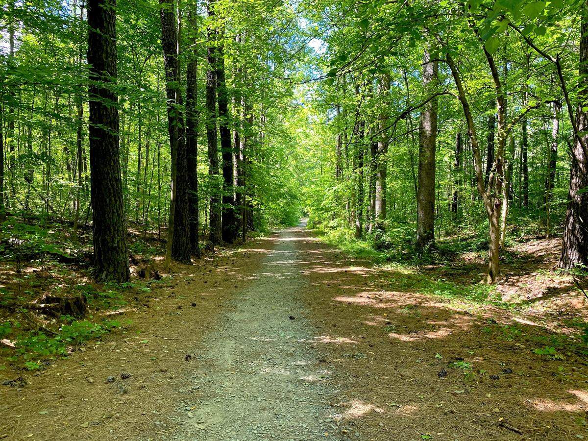 Ribbonwalk Nature Preserve is a 188-acre urban forest with two ponds, a wetland bog and Irwin Creek crossings. Shown here is the Hoyt Hinson Trail.