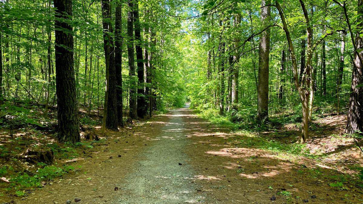 Ribbonwalk Nature Preserve is a 188-acre urban forest with two ponds, a wetland bog and Irwin Creek crossings. Shown here is the Hoyt Hinson Trail.