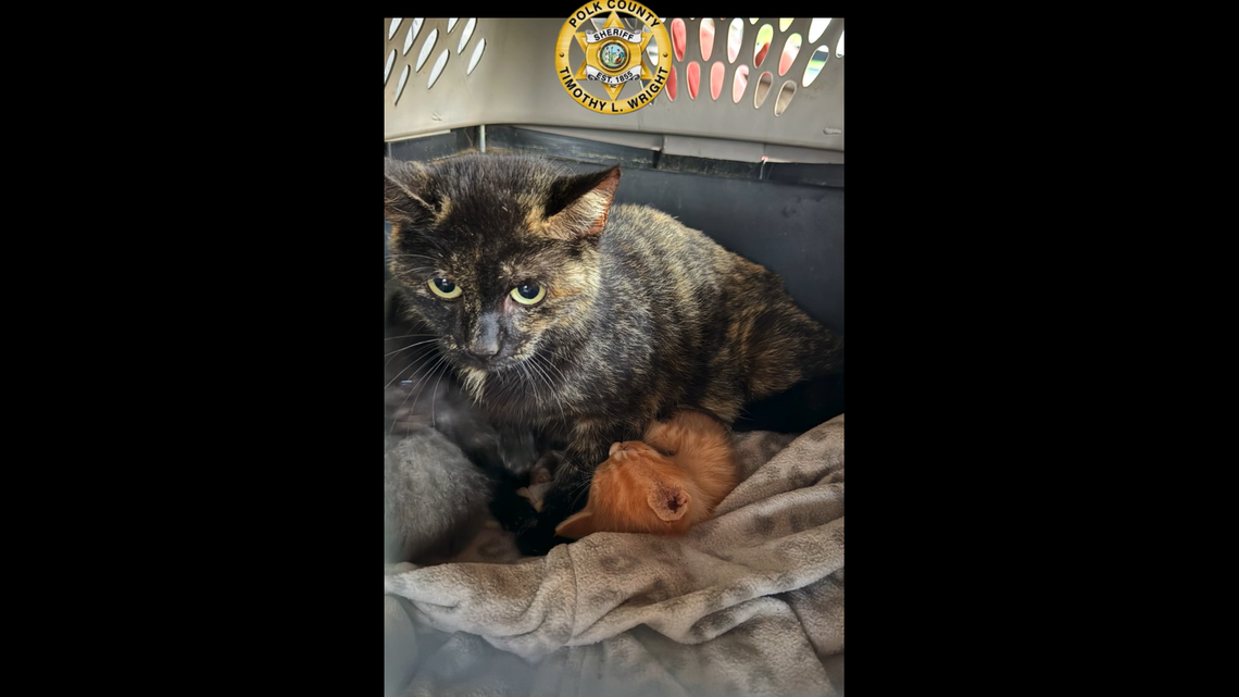 Mystery grows as cats in carriers found along US 74 in western NC, sheriff says