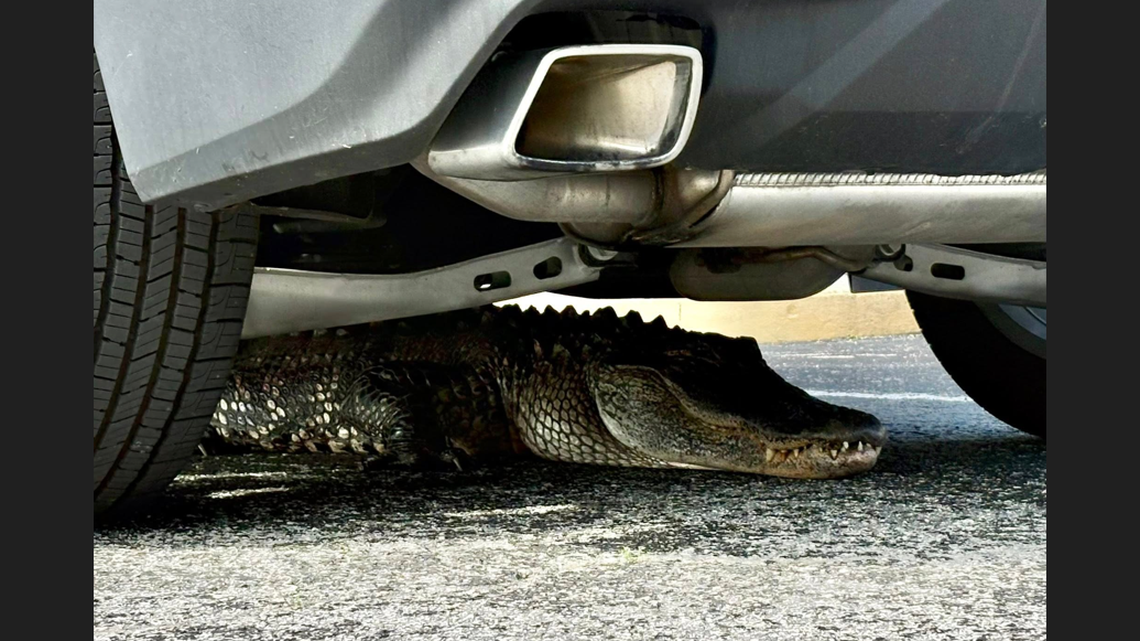 This alligator showed up in the drive-thru line at a Truist Bank in Southport, North Carolina, and was hit by a car, police say. 